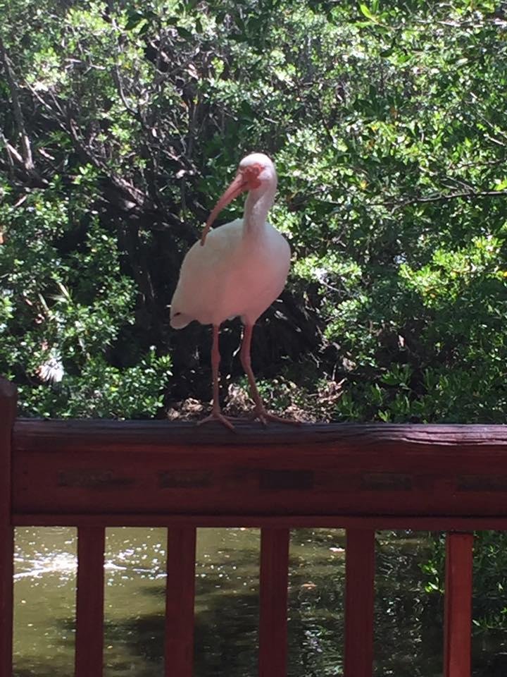 An Ibis in a bird sanctuary !