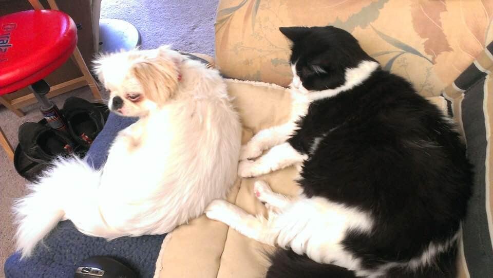 Every now and then, Sophie would allow Opal up next to her spot on the sofa by me...