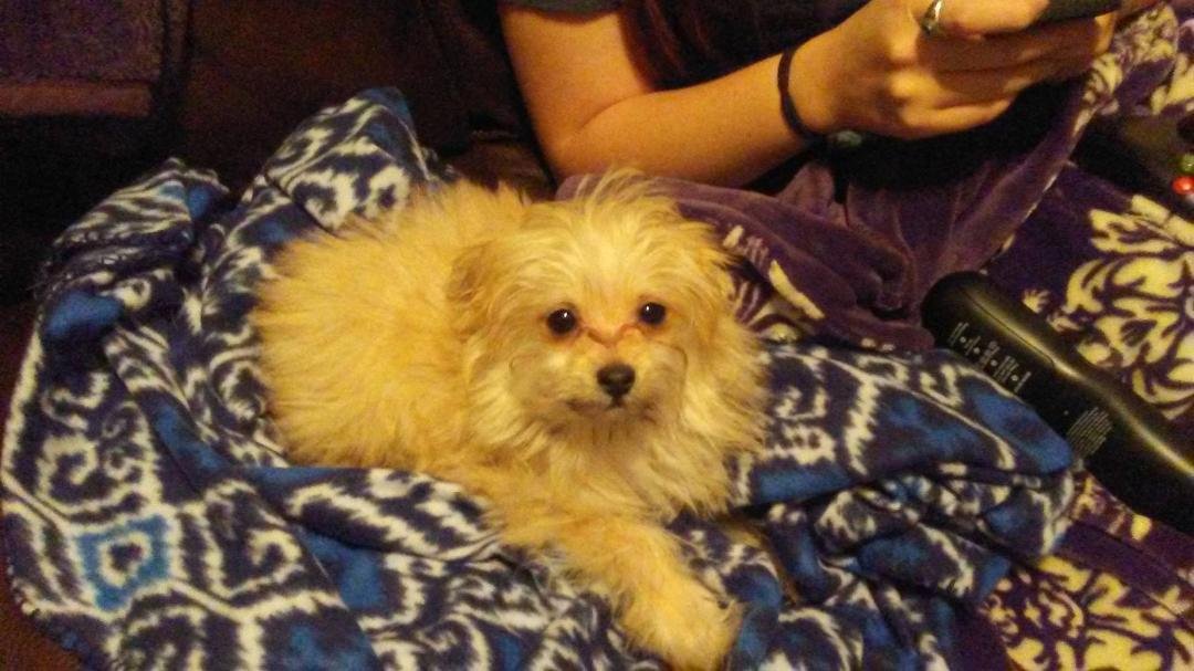 The newest member of our family Tuffy