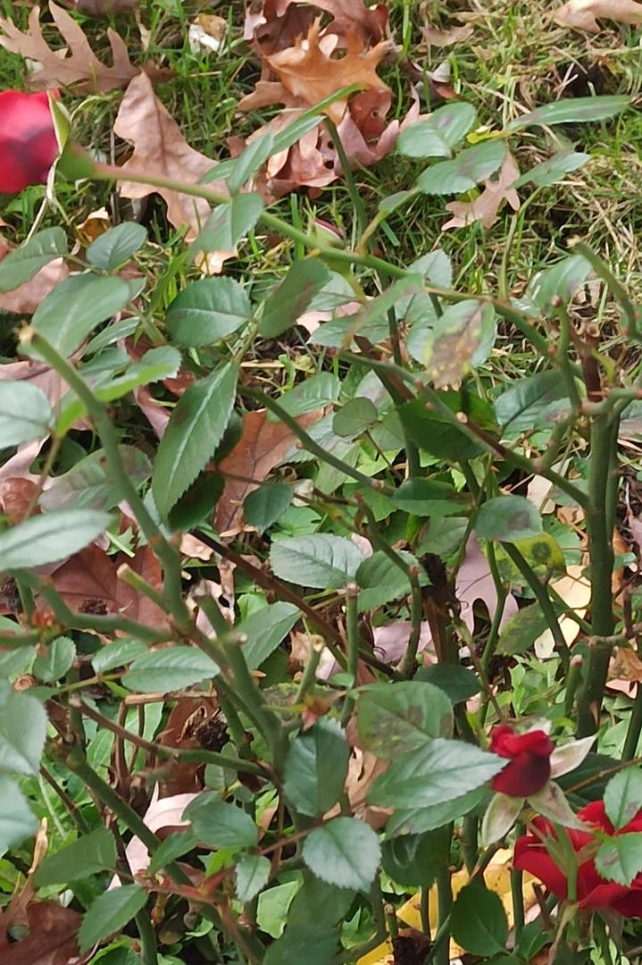 This rose bush was looking bad when we moved in. I tried to bring it back. Here it is today.🌹🌹🌹