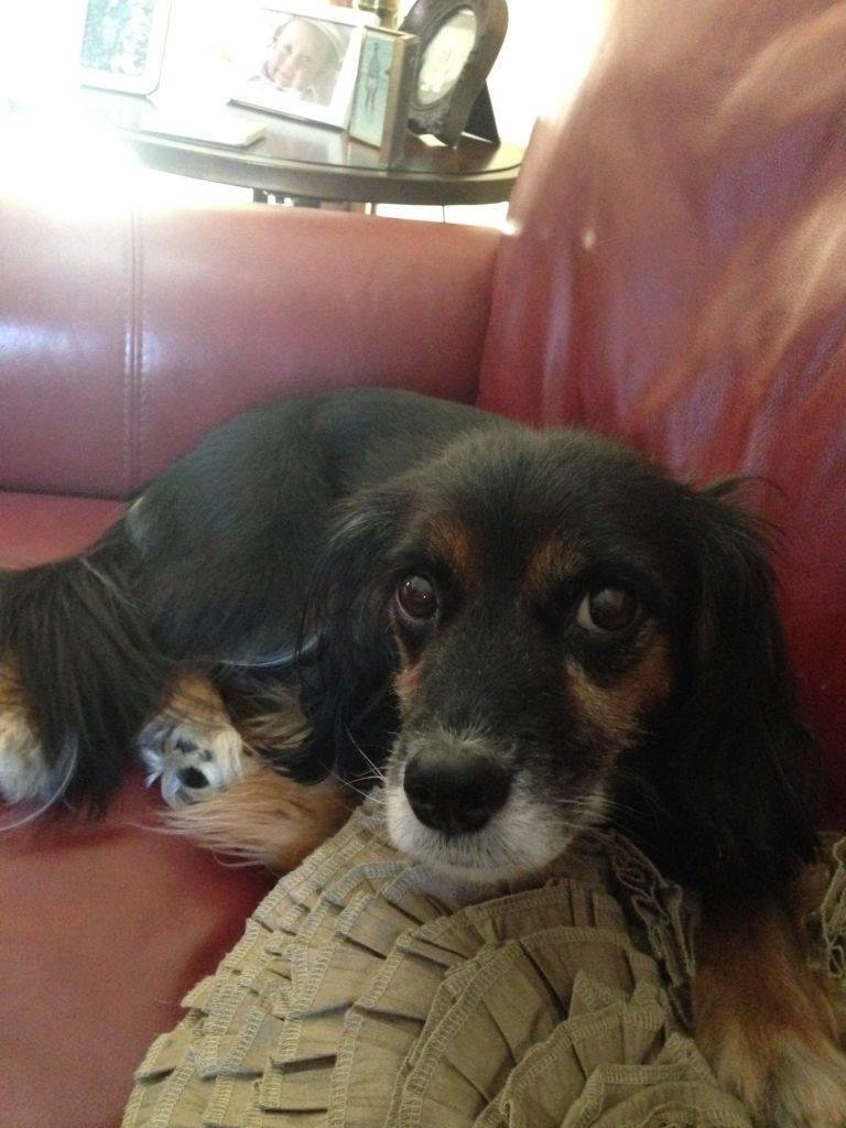 Lindalee Brownstein's album, Rover.com Photos