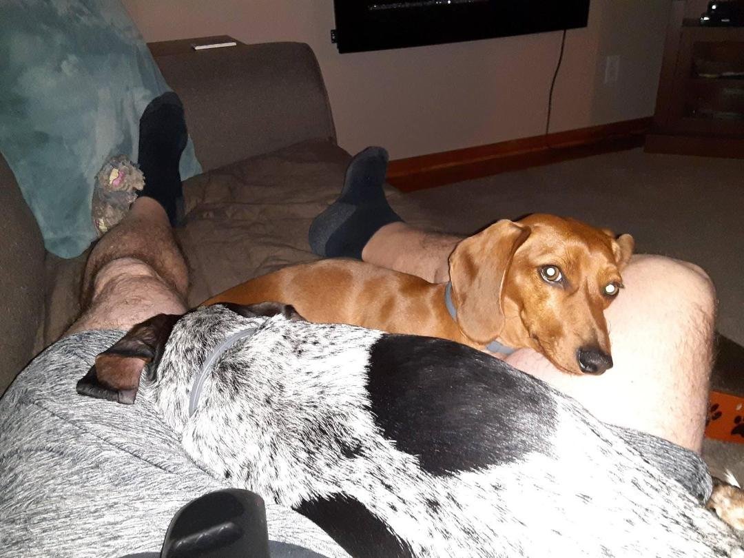 I'm a dog bed