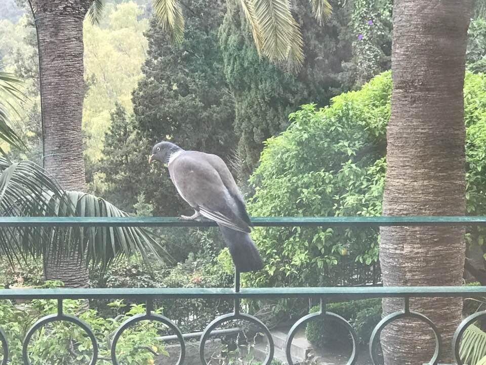 The doves here are as big as hawks