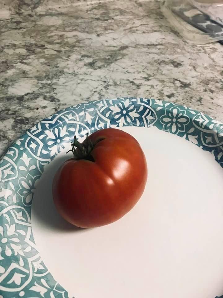 My green tomato’s are turning red in January. Crazy