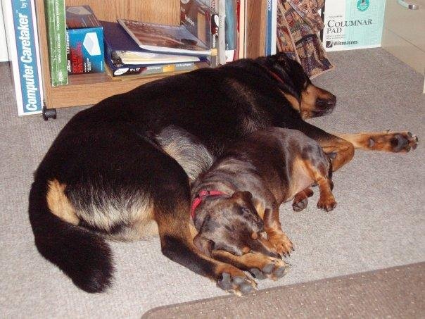 Tandy & Tippy taking a nap