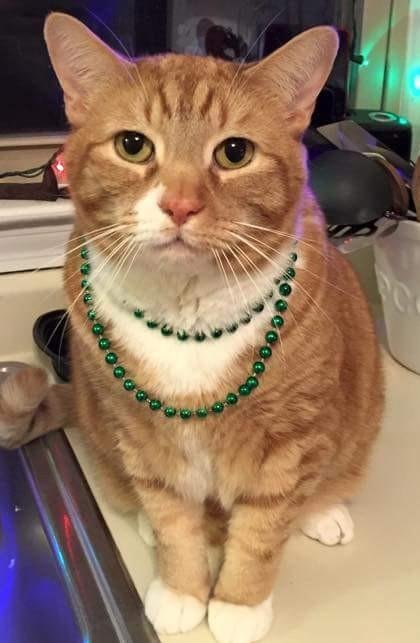 My Grandcat Sammy, Madi-Gra 2015 :)