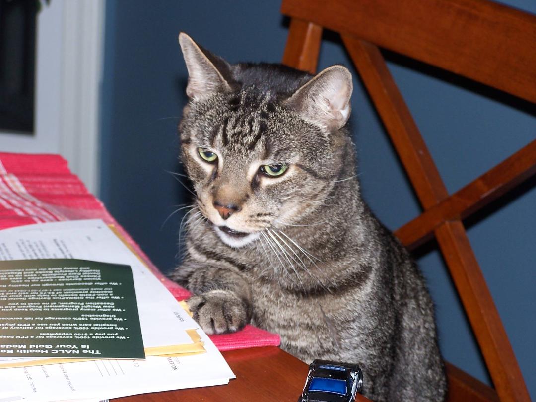 It is with great sadness to me that my kitty of 18 years, Munchkin (we called him Monkey) went over the Rainbow Bridge yesterday. Anyone that knew him, thought he was a dog as he came when you called his name, he would sit