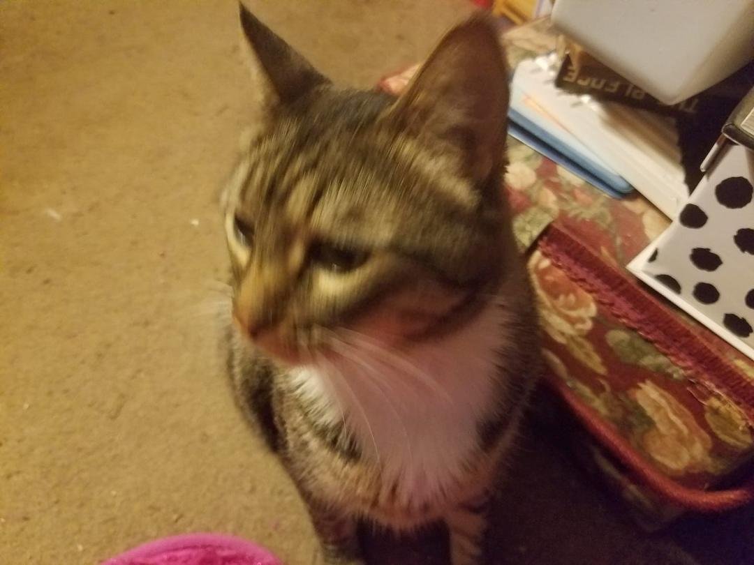One of my kitties,  Sasha.
