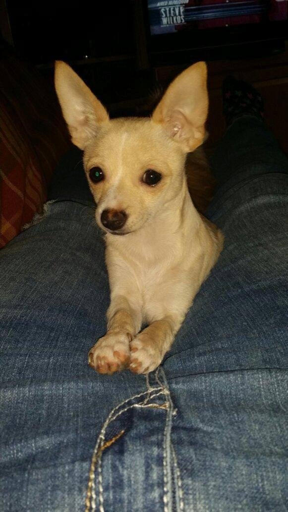 ♡PLEASE HELP ME IF YOU ARE NEAR 10208 ELLSWORTH ROAD...EMMY JUST GOT LOOSE SO PLEASE BE ON THE LOOKOUT FOR HER...SHE SLIPPED OUT OF HER COLLAR SO DOESN'T HAVE ONE ON...IF YOU ARE DRIVING BY THIS AREA PLEASE SLOW DOWN AND WA