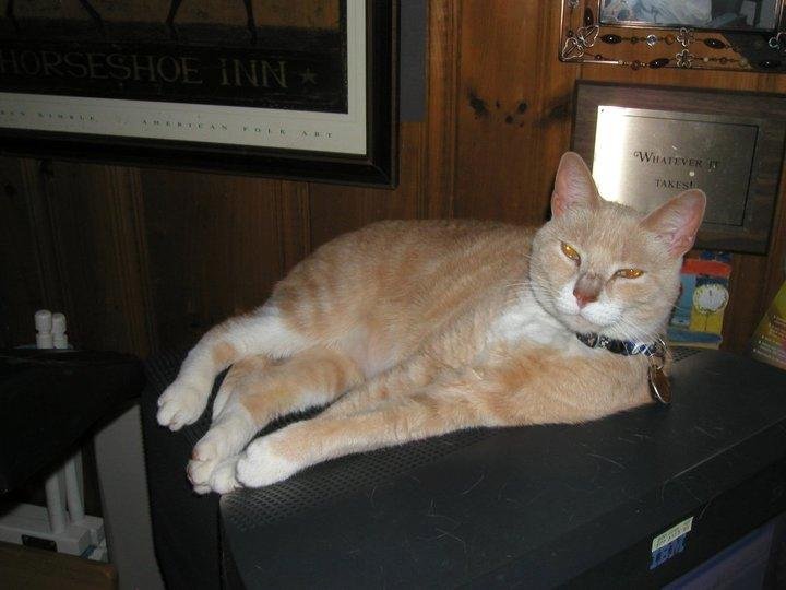 lounging on the CRT heater