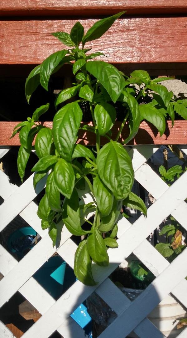 My basil went rouge!