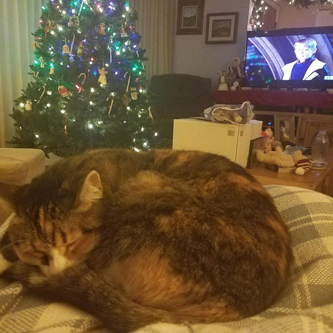 My little baby Lola curled up on my lap while we watch....