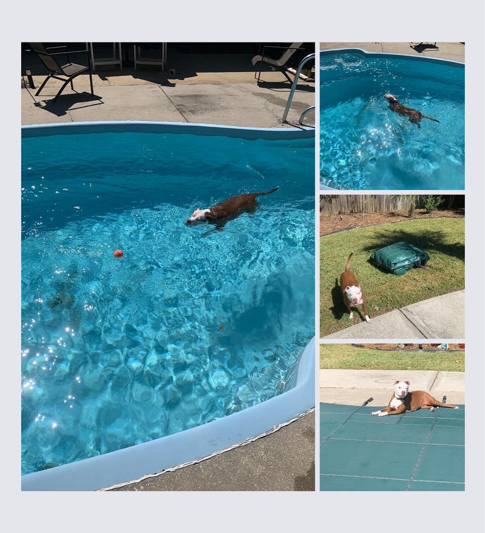 Last day of the pool season….Poppy had to get in that last swim. Until next spring…..SORRY POPPY