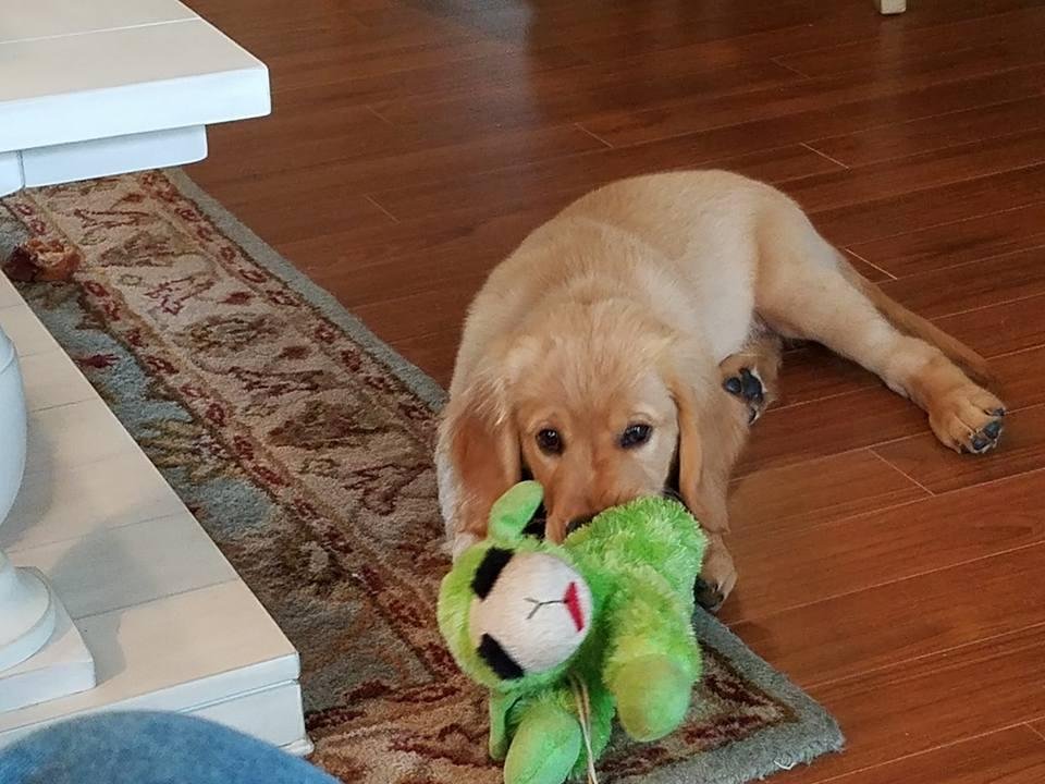 Barney and his favorite toy Lambchop.
