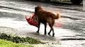 Dog leaving town with essentials to escape the storm