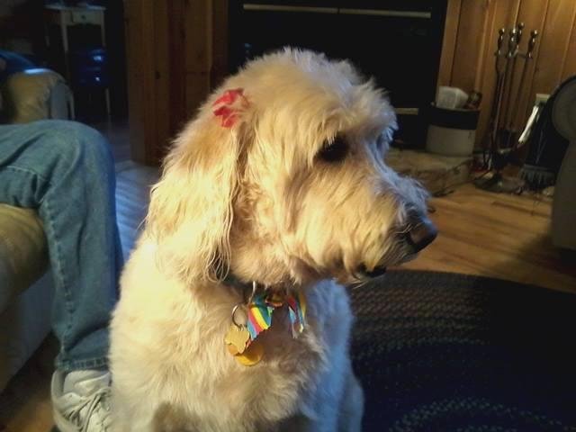 Went to the beauty shop today. Had a bath and comb and a fluff dry. Bows came right out.