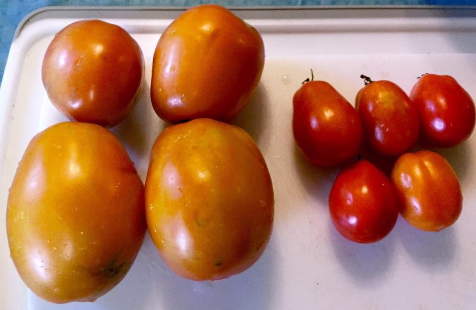What a refreshing thing! Something non-political. Regular Romas and Super Sauce Romas out of my garden. Can not wait to start canning these bad boys!