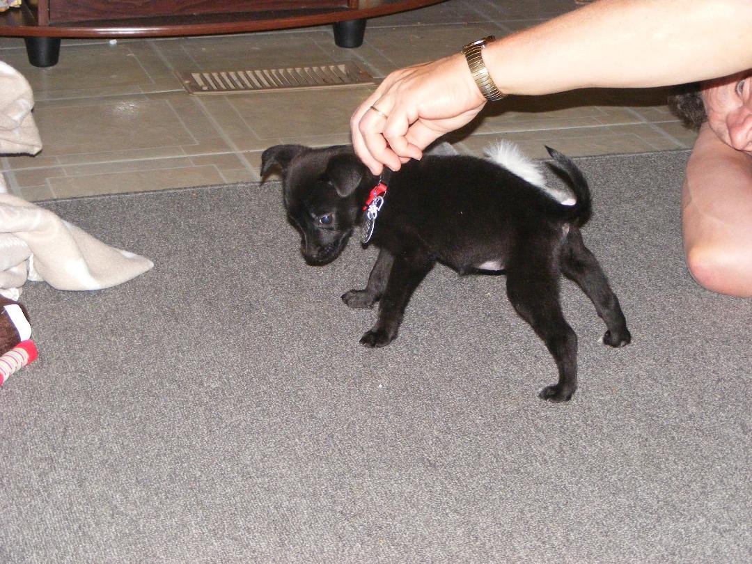 checking her collar to make sure it's not to tight, she keeps scratching at it.