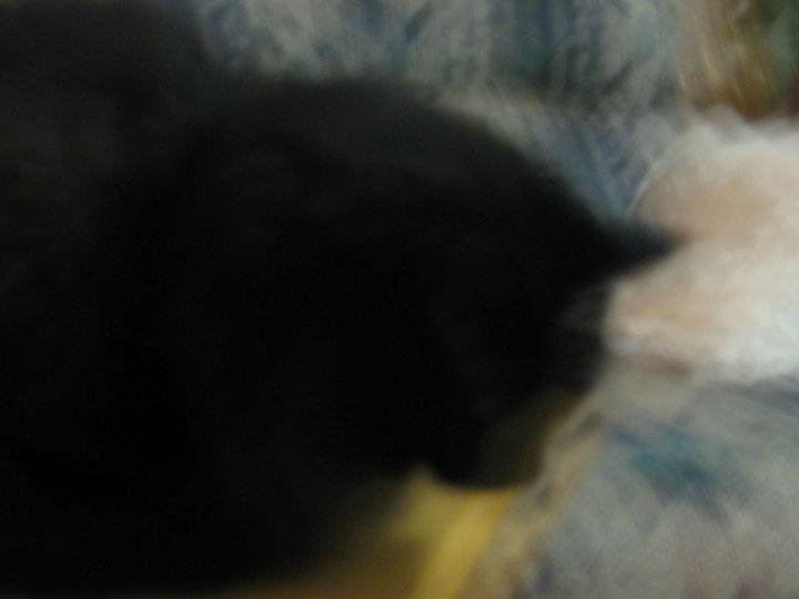 Bruce Wagner's album, Blackie 2011