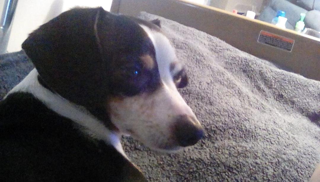 Dexter 2 years ago. Handsome, isn't he?
