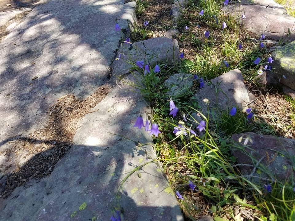 more blue bells along the trail back