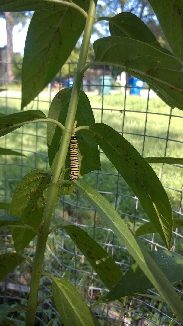 5 Monarch catipillars on our Milkweed!