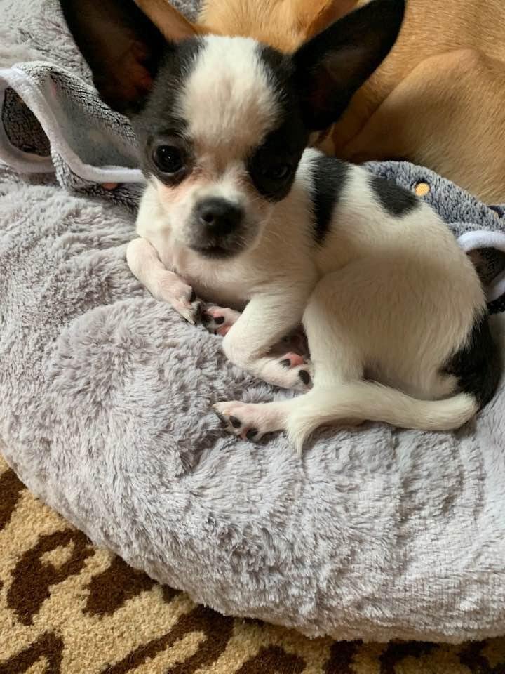 Here is Luka at three months! He is such a good boy and is cuddling with his older “brother.”