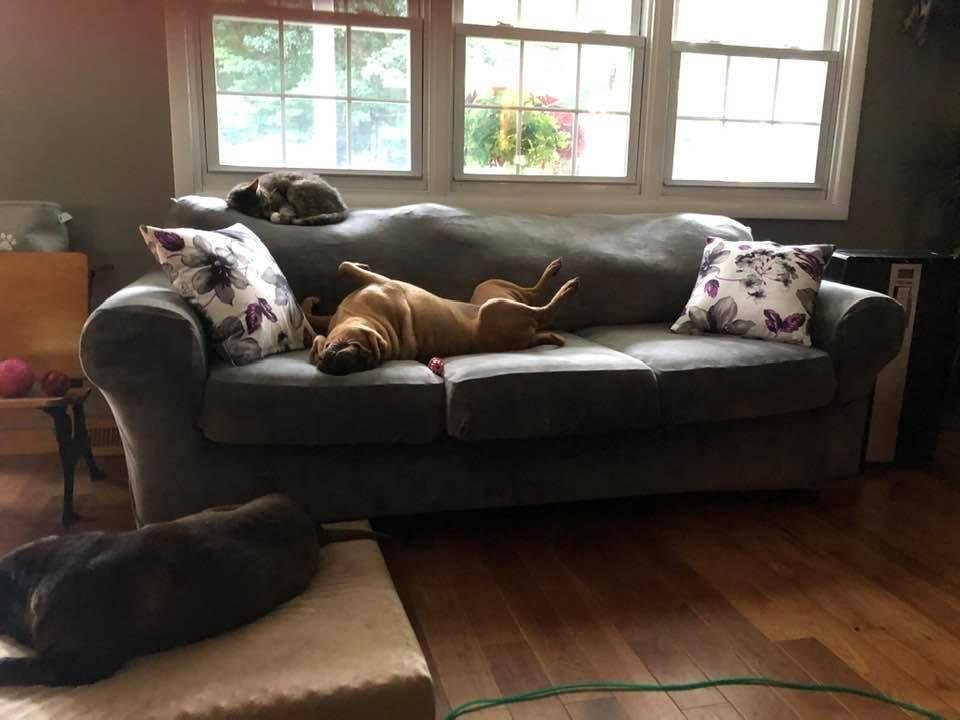 A bit late for doggie day! Here is our girl Lily at her finest!😂