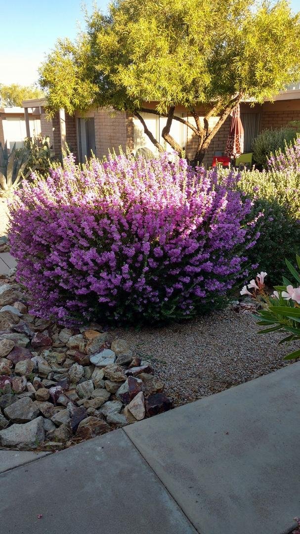 Beautiful! And they smell great!