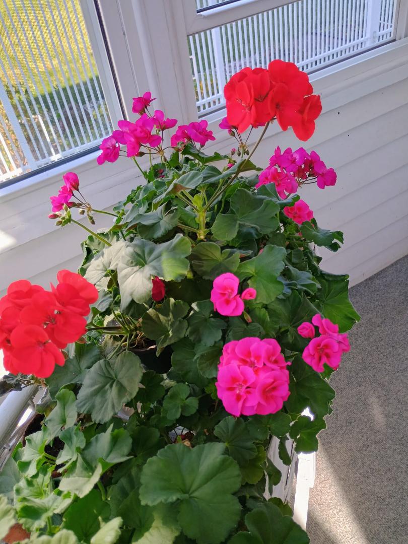 Beautiful weather... beautiful coloring of flowers 😀💕🇺🇲🙏