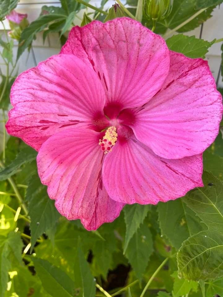 Love our Rose Mallows - they are still blooming!