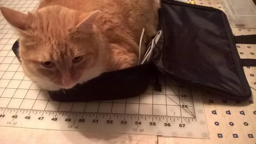 Here's that big 14 pound cat that thinks she can sit in any bag or suitcase....even if she doesn't fit.