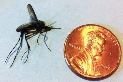 I just went out on my porch for less than 10 seconds. Now I'm covered with mosquito bites - those suckers love the heat and rain!
But when I got back inside, I saw this from a North Carolina State entomologist - the last
