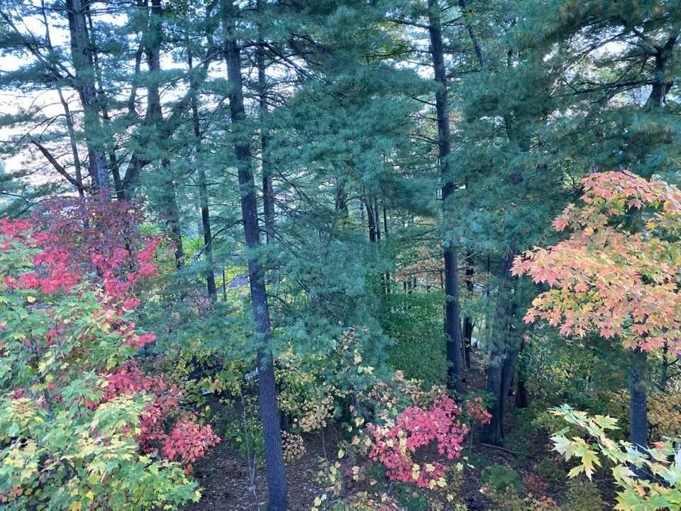 This morning, looking out our backyard!