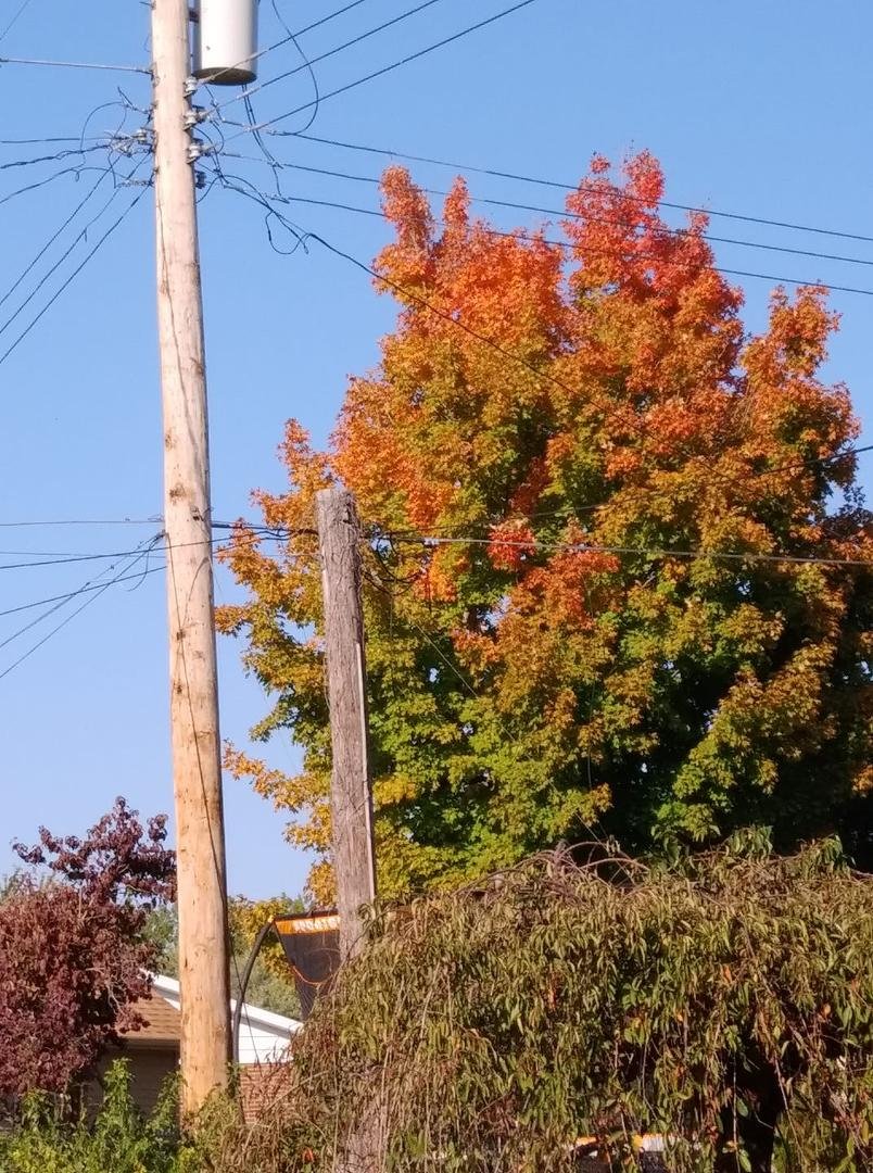 Tree next door is looking pretty.