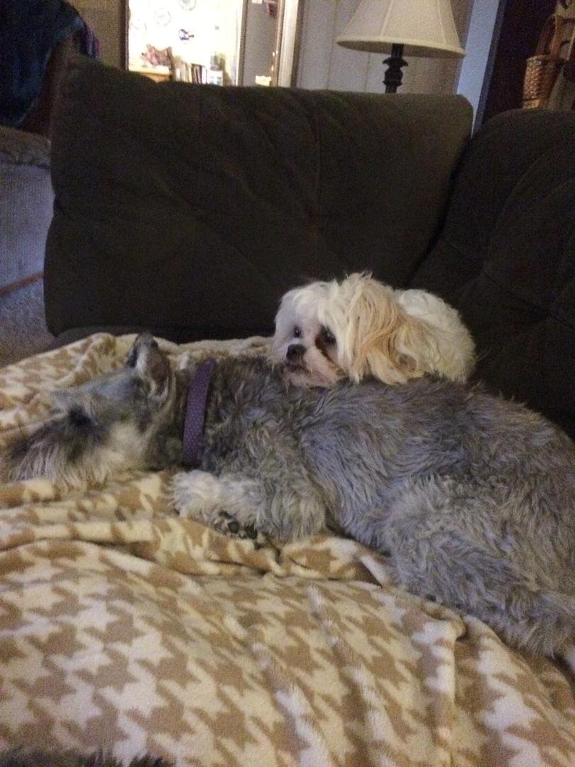 They are watching the wizard of oz❤️