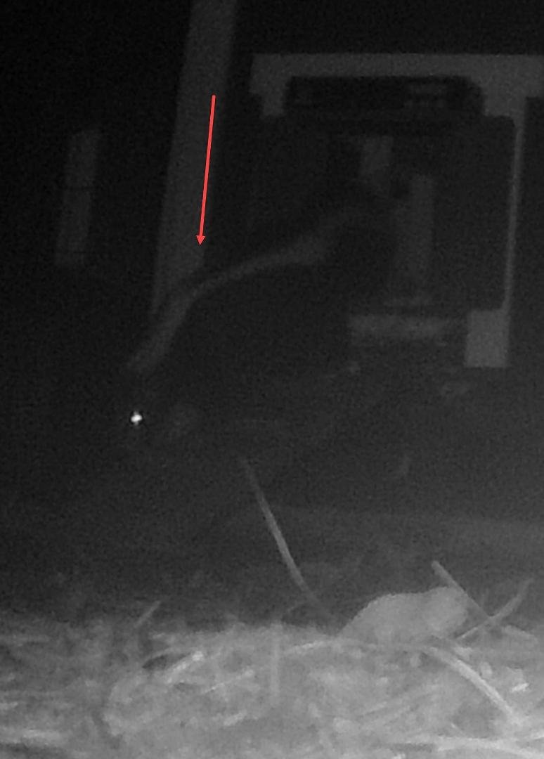 Caught an unwanted visitor in the chicken coop the other night.