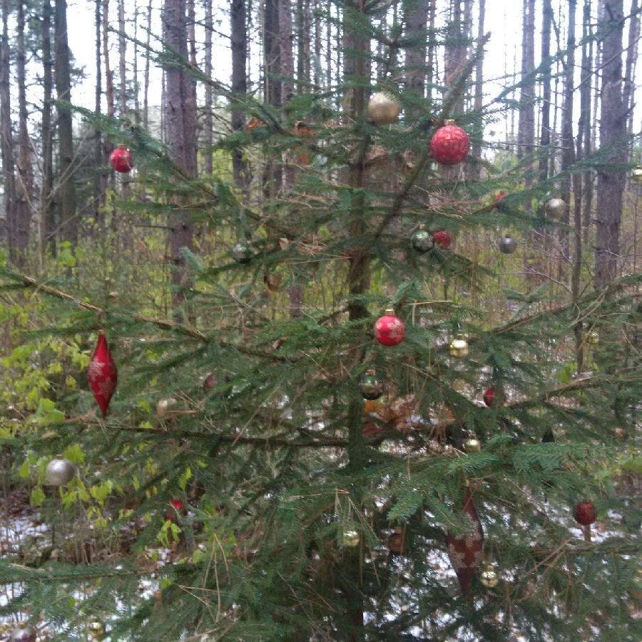 Out walking in the forest today with my dog and ran across more elf work. Found about 10 trees along the trail, all dressed up for Christmas. What a nice bunch of elves eh. Where am I?