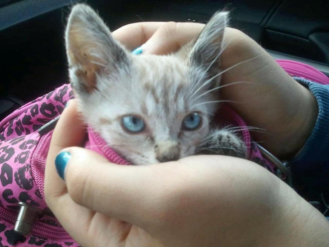 Okay, last chance, y'all. She is going to Animal Care and Control this weekend. Don't wanna give her up but we already have four other cats and three dogs.... She is absolutely beautiful, smart, and the best litter train
