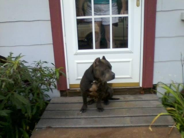 Some one's pit bulls are loose! Five total running loose!