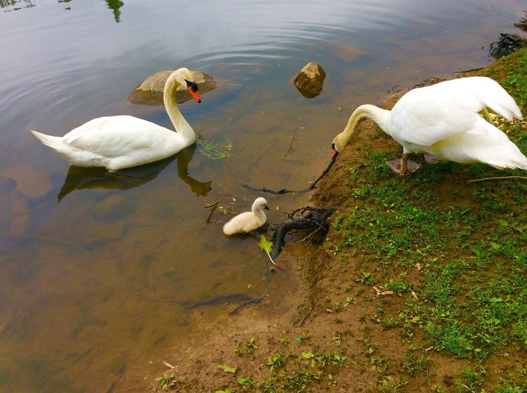 Went to Chilicothe today.. Had to stop and see my Swans...,Tims, Liz lives near this park.. She's the one who got me hooked... She loves them too, and lives close by.. I was anxious to see the little ones, yup this family p