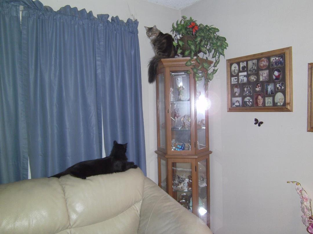 This is Missy the other baby we adopted, she is Bear's sister. She is so loving. They are so much fun to watch, they run and wrestle all over the house.
