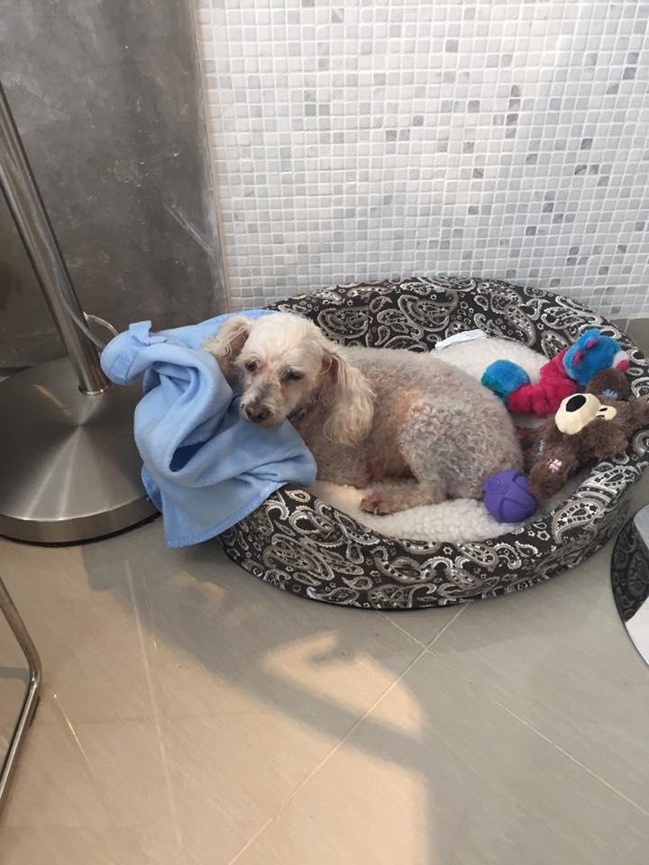 Our newest family member. She came from the shelter here called SOS El Arca. Settling in nicely. Her name is Dorotea.