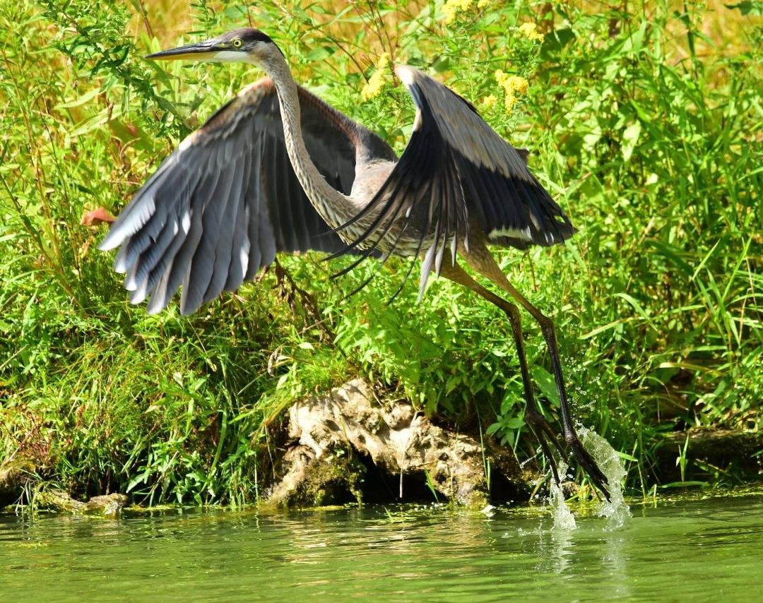 Great Blue Heron. Last one of the day, I promise!