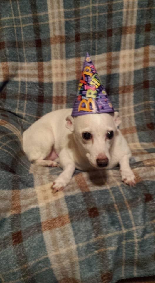 Happy Birthday To My Sweet Dog Molly She Is 13 today! LOVE YOU !