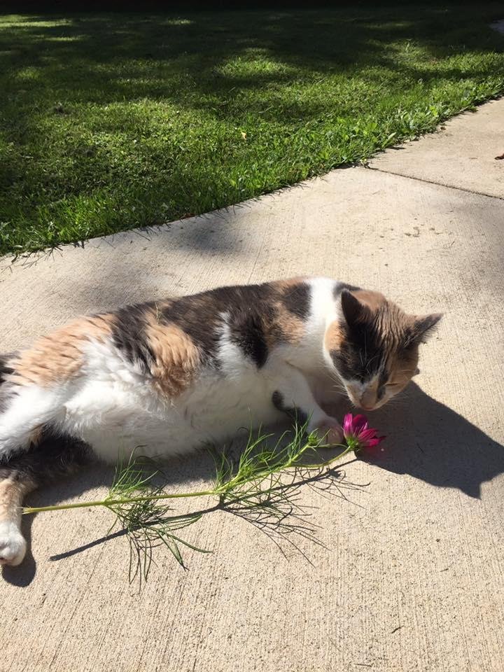 Sandy Maas' album, Mobile Uploads