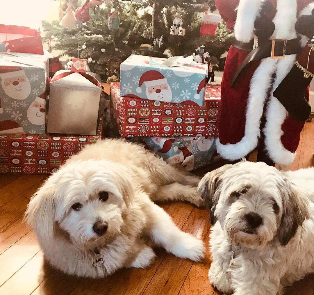 My fur babies❤️❤️❤️❤️
Happy national dog day