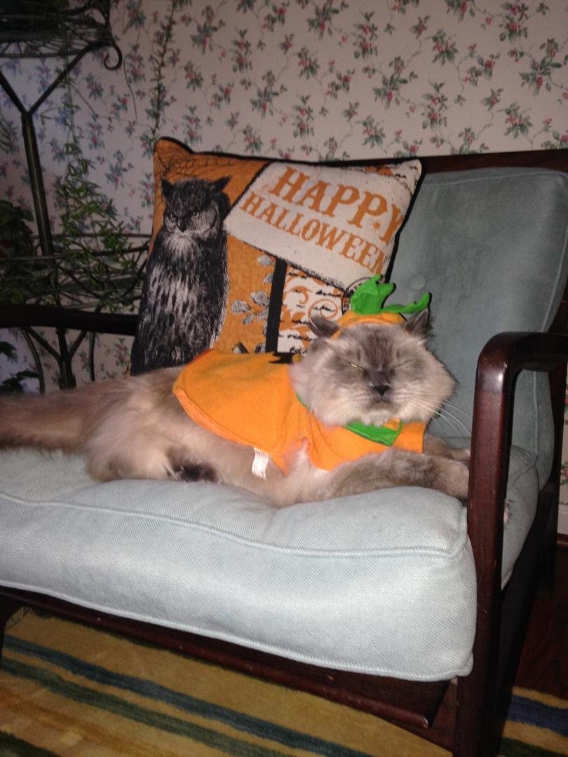 Che Che's not feeling Halloween🎃