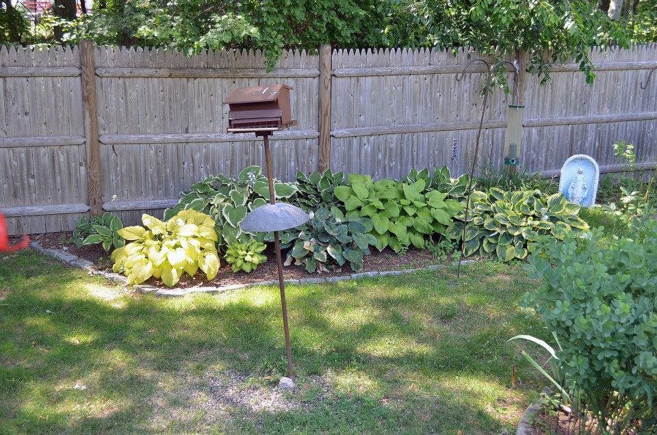 1st Hosta Bed