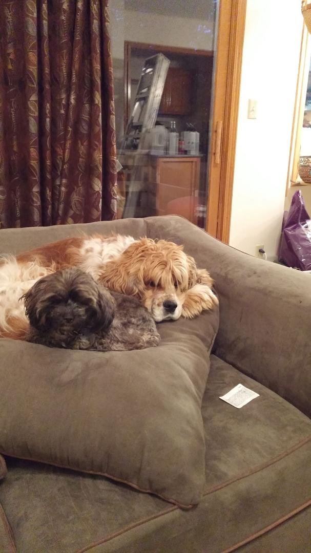 Cujo and ginger